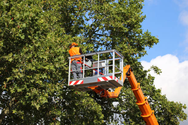 Reliable Davidson, NC Tree Services Solutions