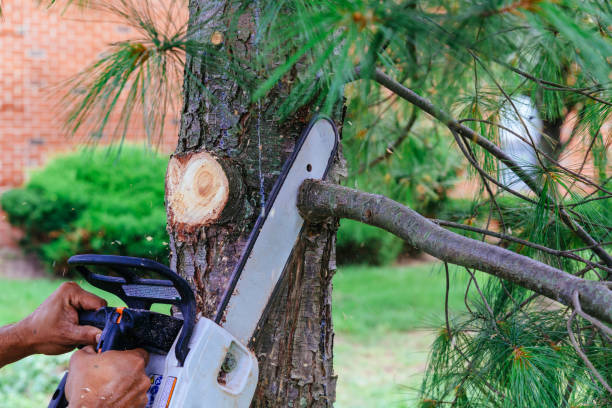 How Our Tree Care Process Works  in  Davidson, NC